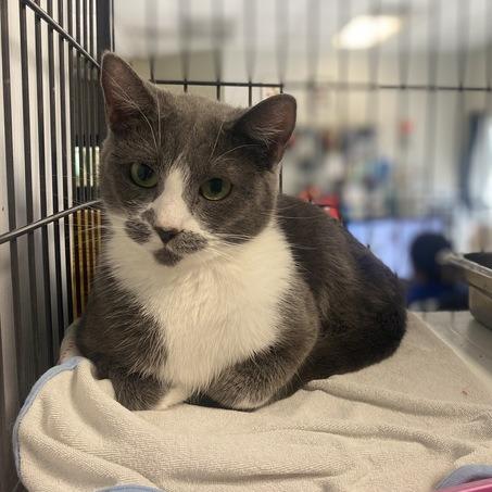 Enlarge Julia, a Adoptable Domestic Short Hair in Davenport, IA image 3/5