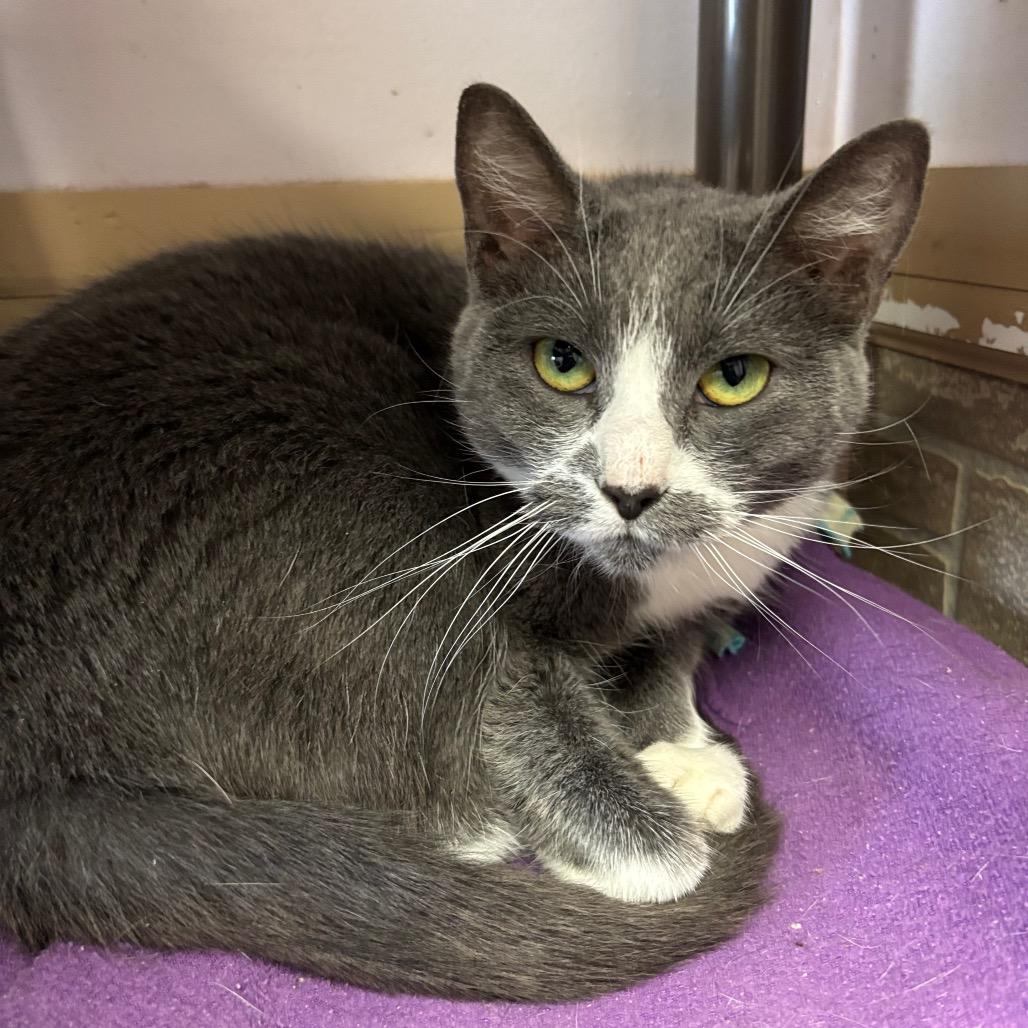 Enlarge Julia, a Adoptable Domestic Short Hair in Davenport, IA image 4/6