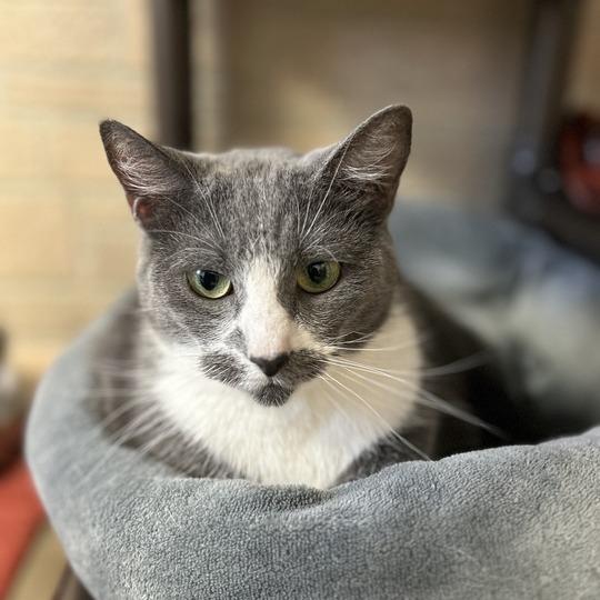 Enlarge Julia, a Adoptable Domestic Short Hair in Davenport, IA image 4/6