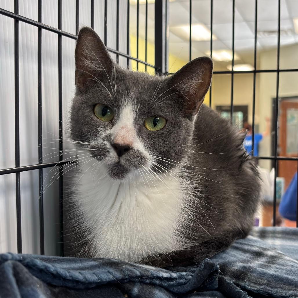 Enlarge Julia, a Adoptable Domestic Short Hair in Davenport, IA image 4/5