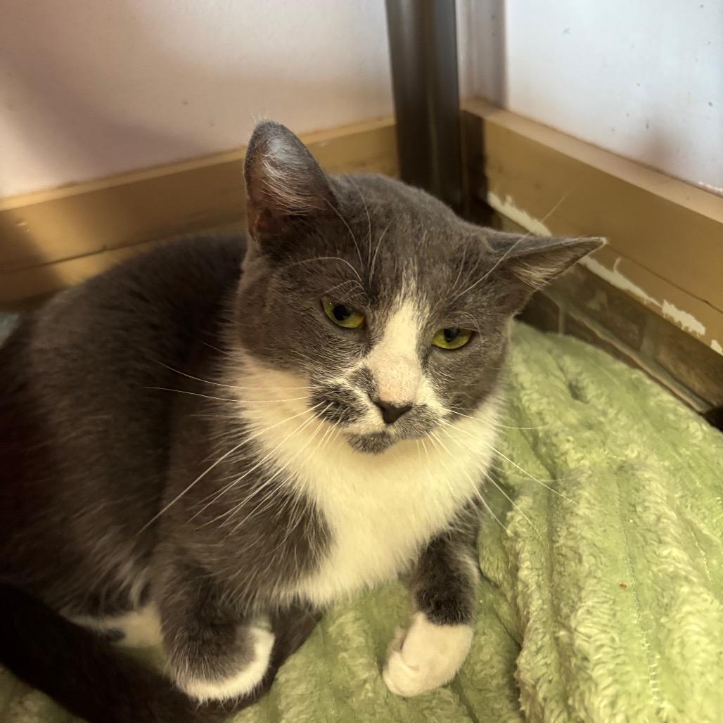 Enlarge Julia, a Adoptable Domestic Short Hair in Davenport, IA image 5/6