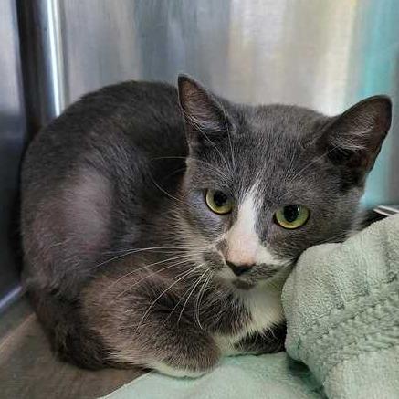 Enlarge Julia, a Adoptable Domestic Short Hair in Davenport, IA image 5/5