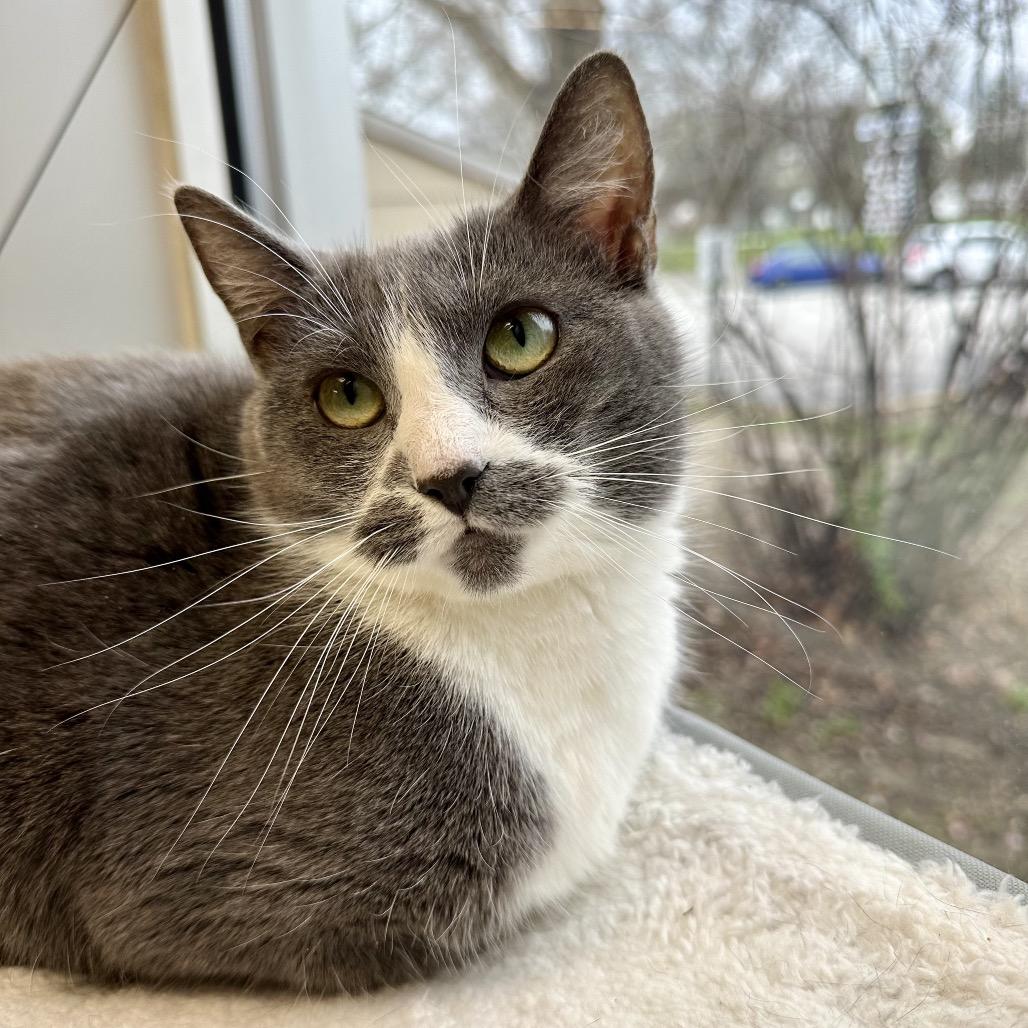 Enlarge Julia, a Adoptable Domestic Short Hair in Davenport, IA image 6/6