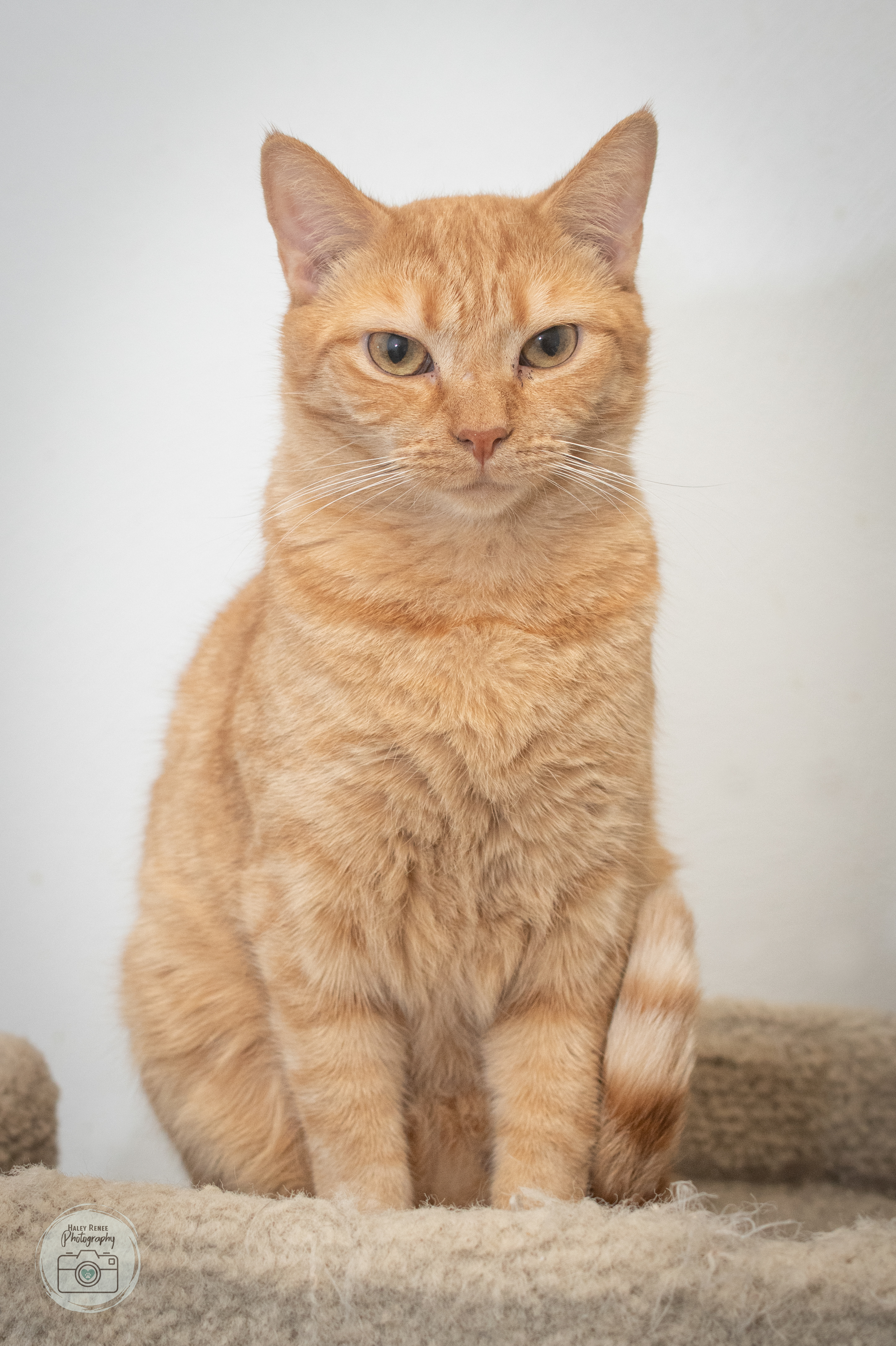 CHARLIE, an adopted Domestic Short Hair in Indiana, PA_image-1