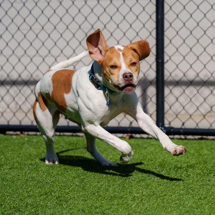 Enlarge Theo, a Adoptable mixed breed in Atlanta, GA image 1/3