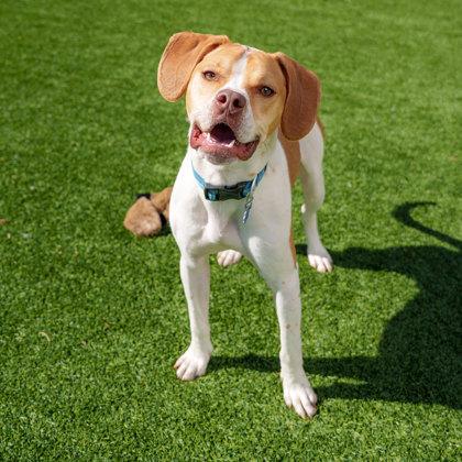 Enlarge Theo, a Adoptable mixed breed in Atlanta, GA image 3/3