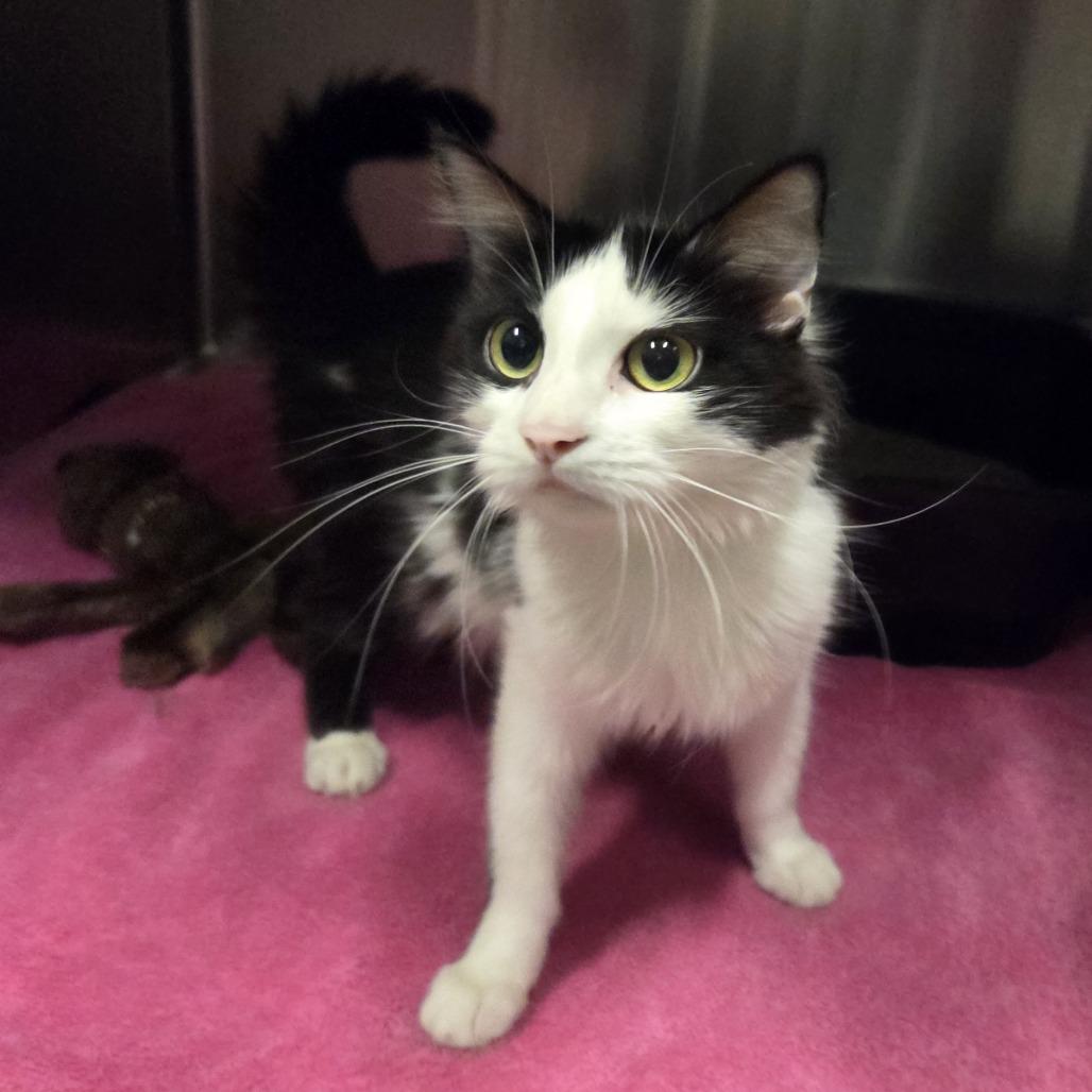 Enlarge Meadow, a Adoptable Domestic Short Hair in Hinsdale, IL image 1/1