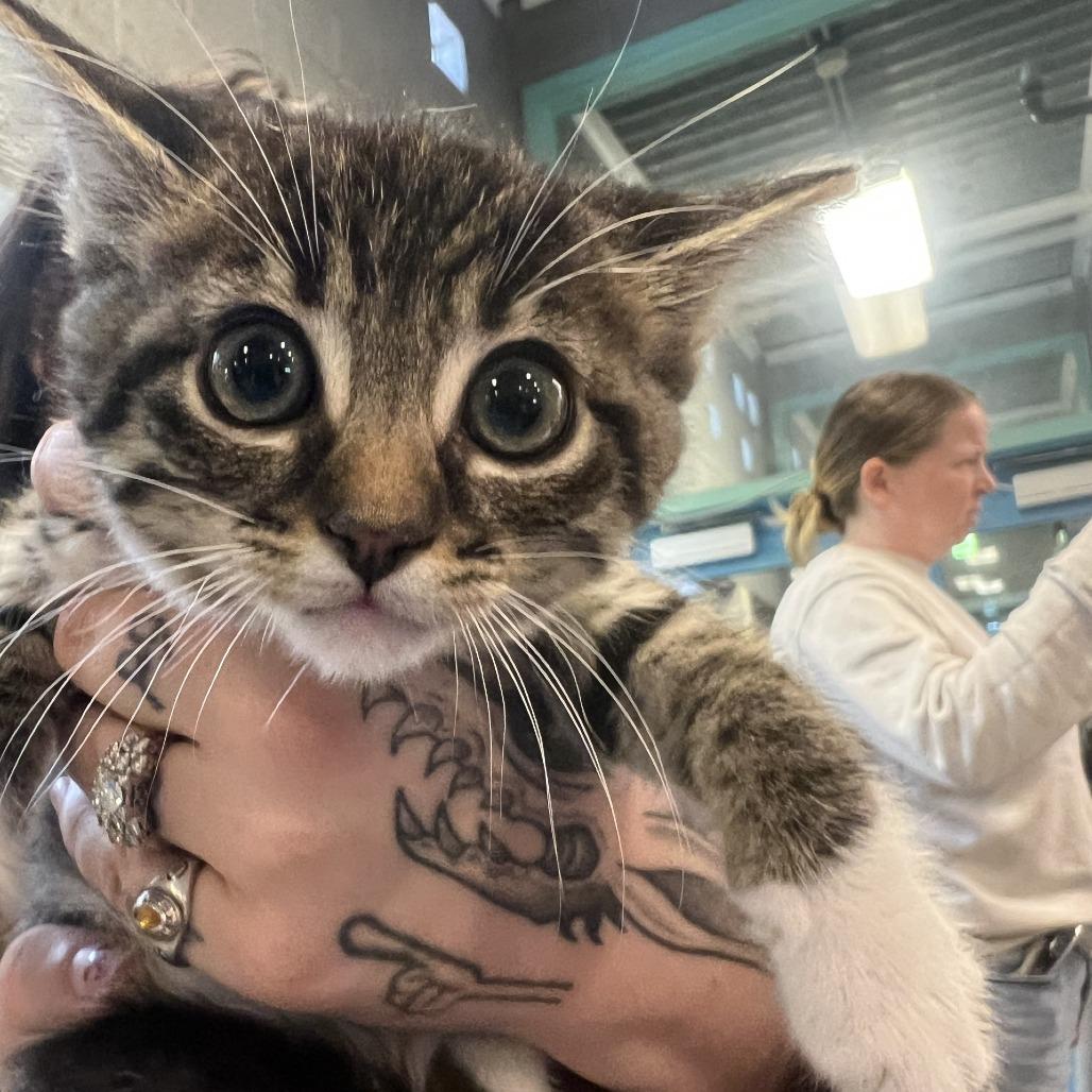 Remi, Adoptable, Kitten Male Domestic Short Hair.