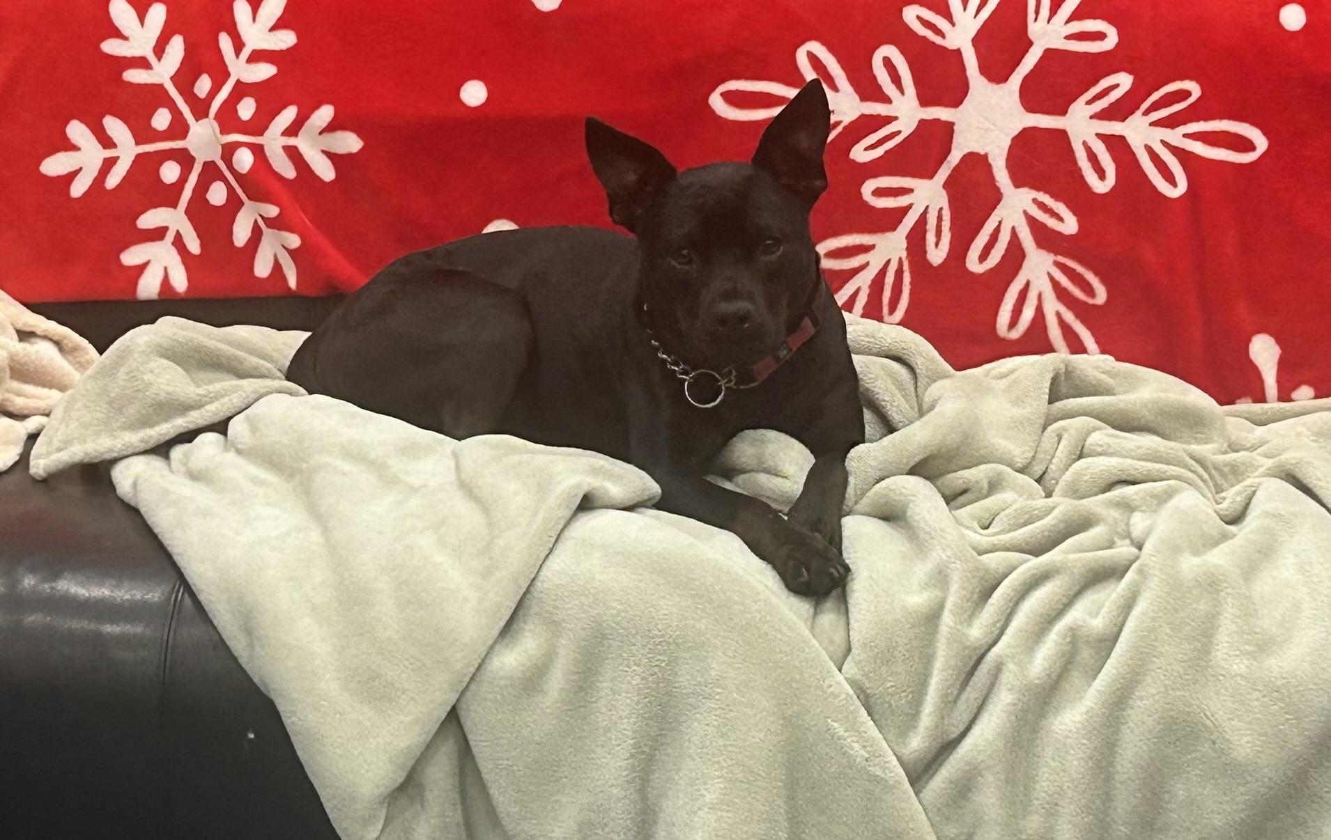 Enlarge Clove, an adopted mixed breed in Phoenix, AZ image 2/3