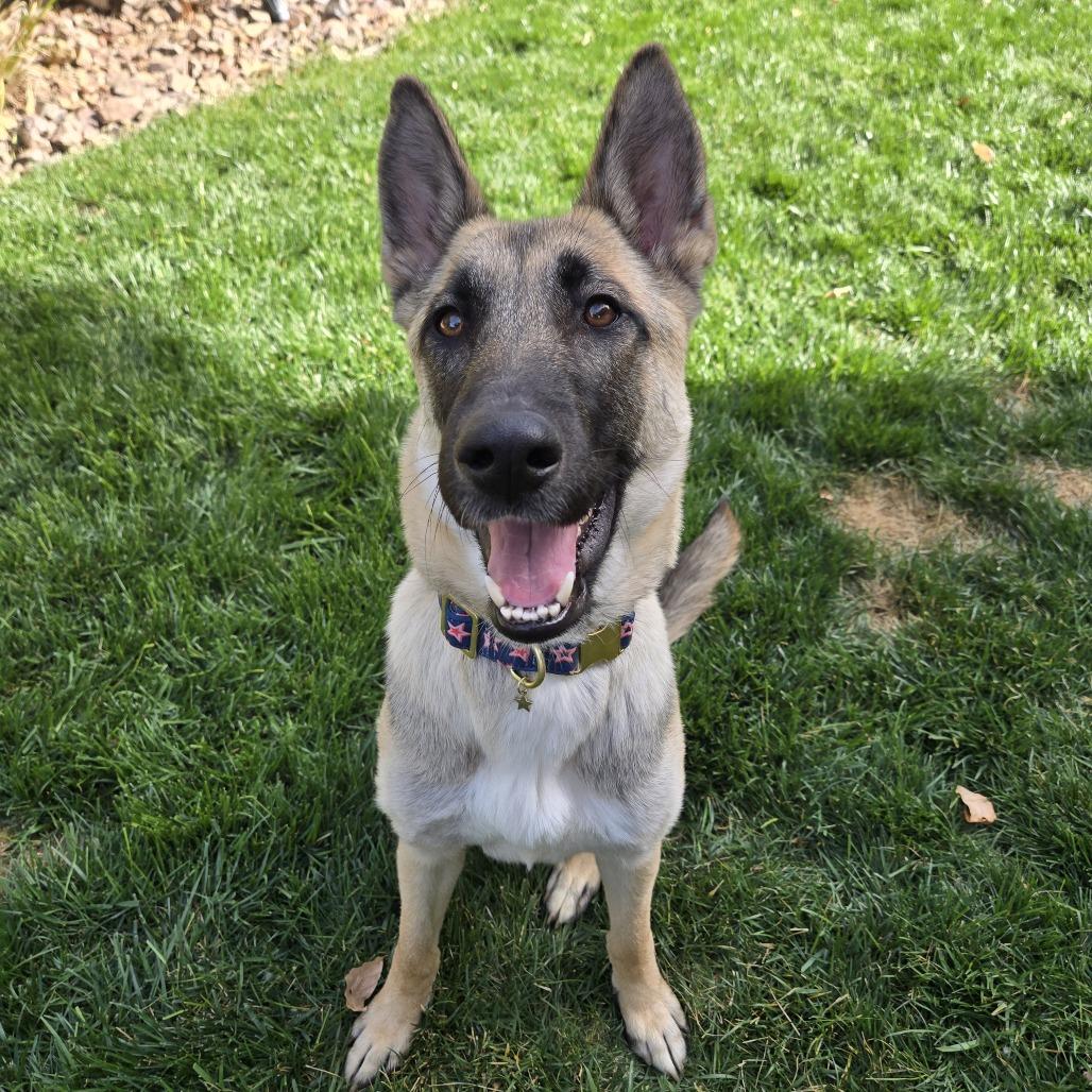 Sally, Adoptable, Young Female German Shepherd Dog.