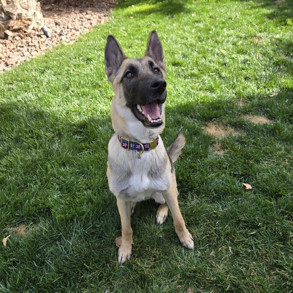 Enlarge Sally, a Adoptable German Shepherd Dog in Las Vegas, NV image 2/2