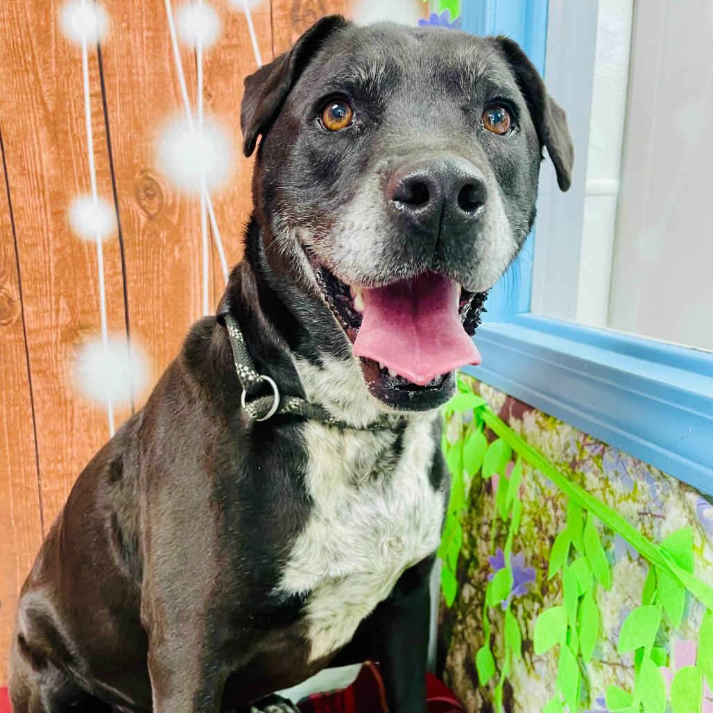 Chance, Adoptable, Adult Male Labrador Retriever & Australian Cattle Dog / Blue Heeler.