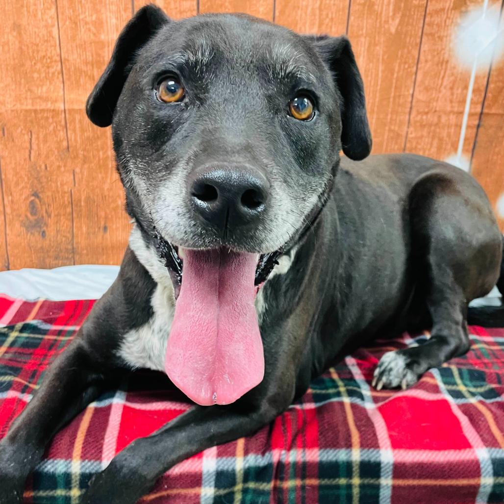 Enlarge Chance, a Adoptable mixed breed in Lebanon, MO image 2/4