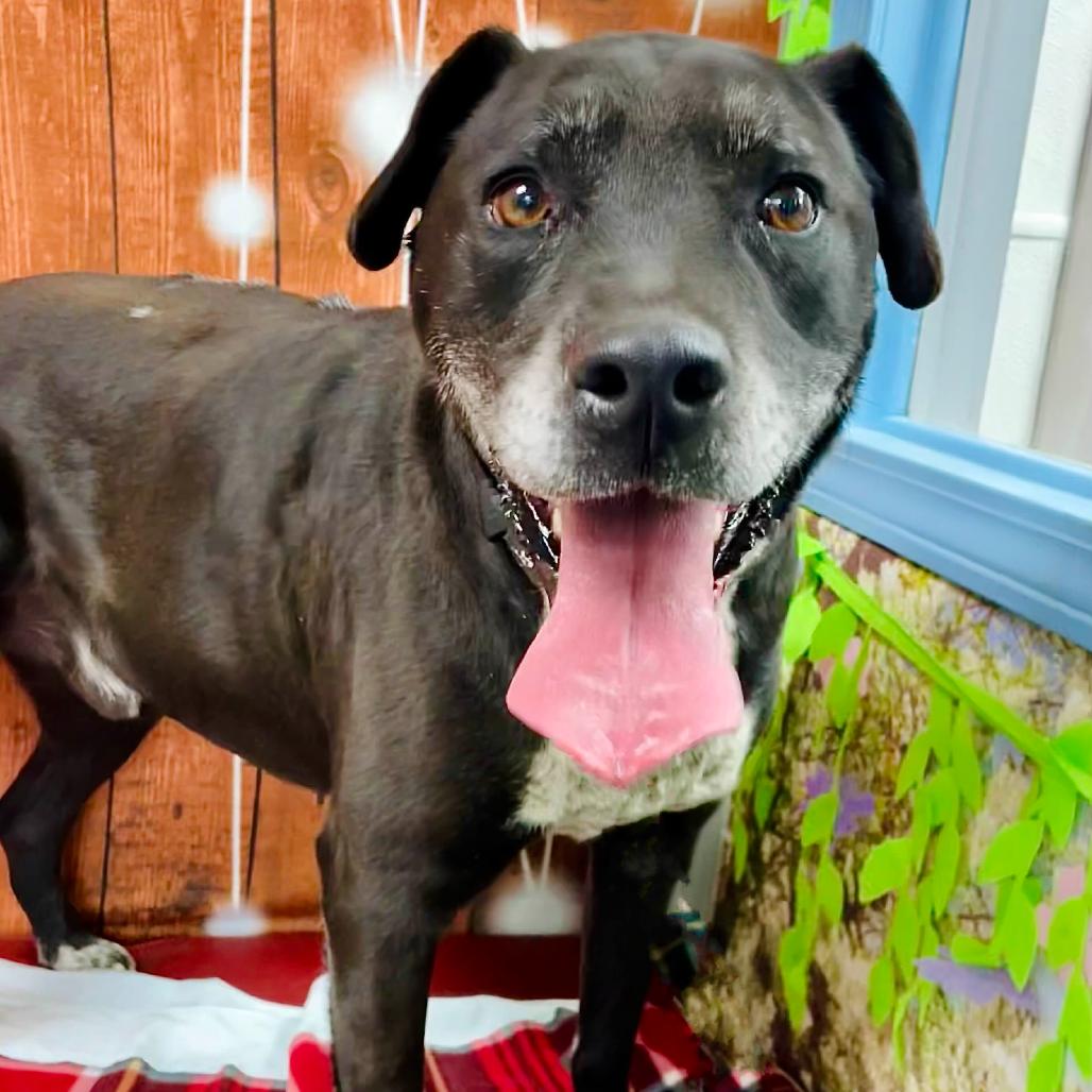 Enlarge Chance, a Adoptable mixed breed in Lebanon, MO image 3/4