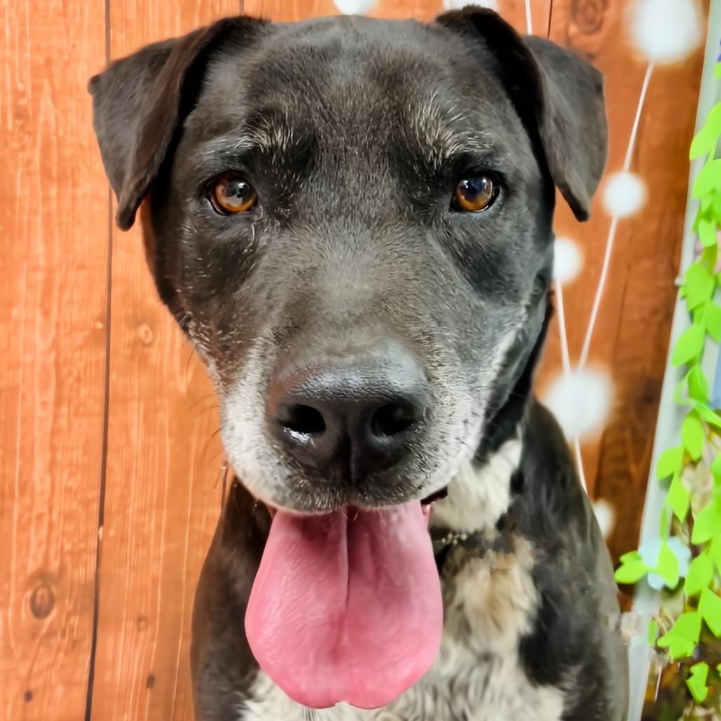 Enlarge Chance, a Adoptable mixed breed in Lebanon, MO image 4/4