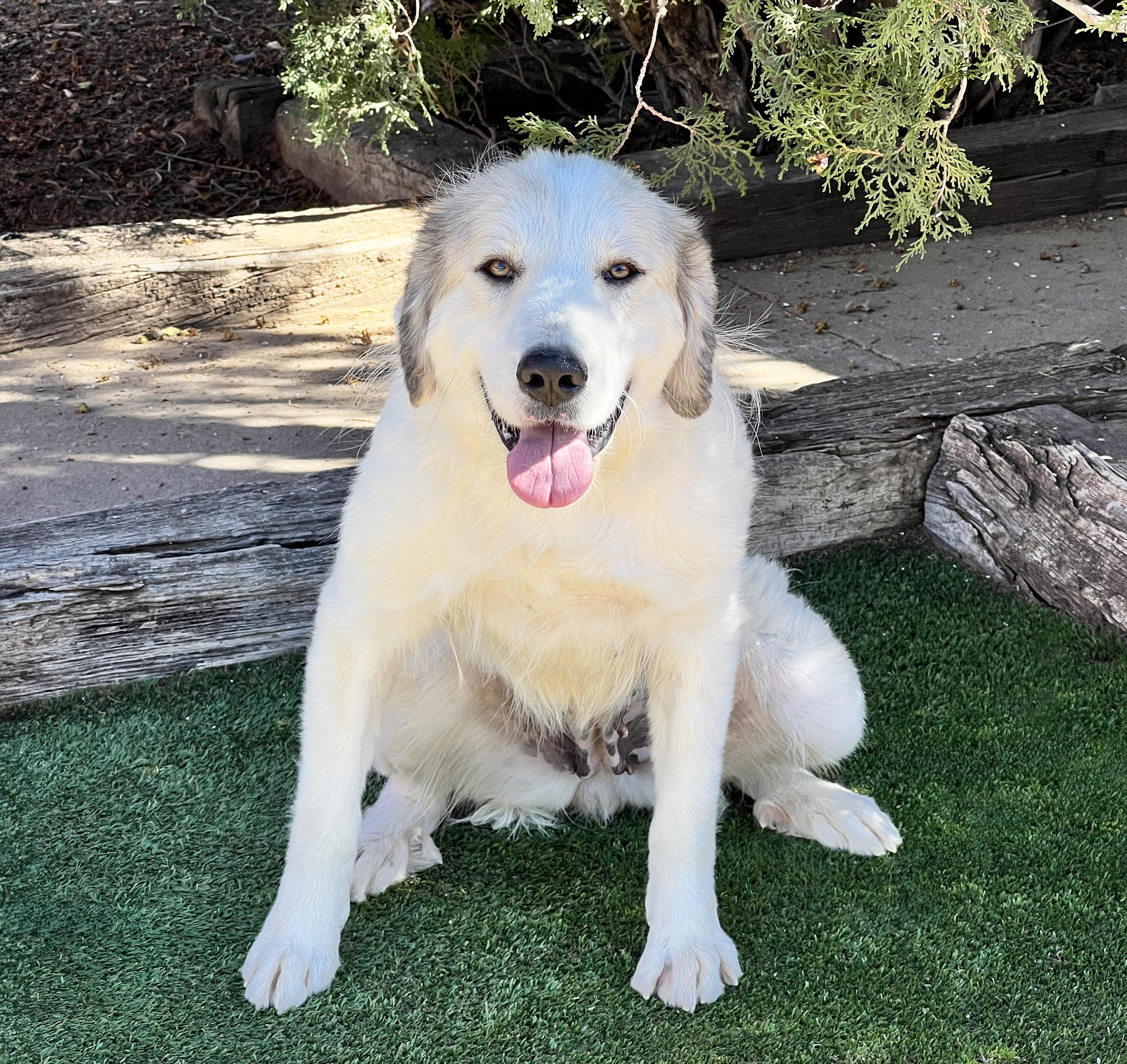 Whimsical Ms Whitney ~ Aussie Pyr !, Adoptable, Young Female Great Pyrenees & Australian Shepherd.