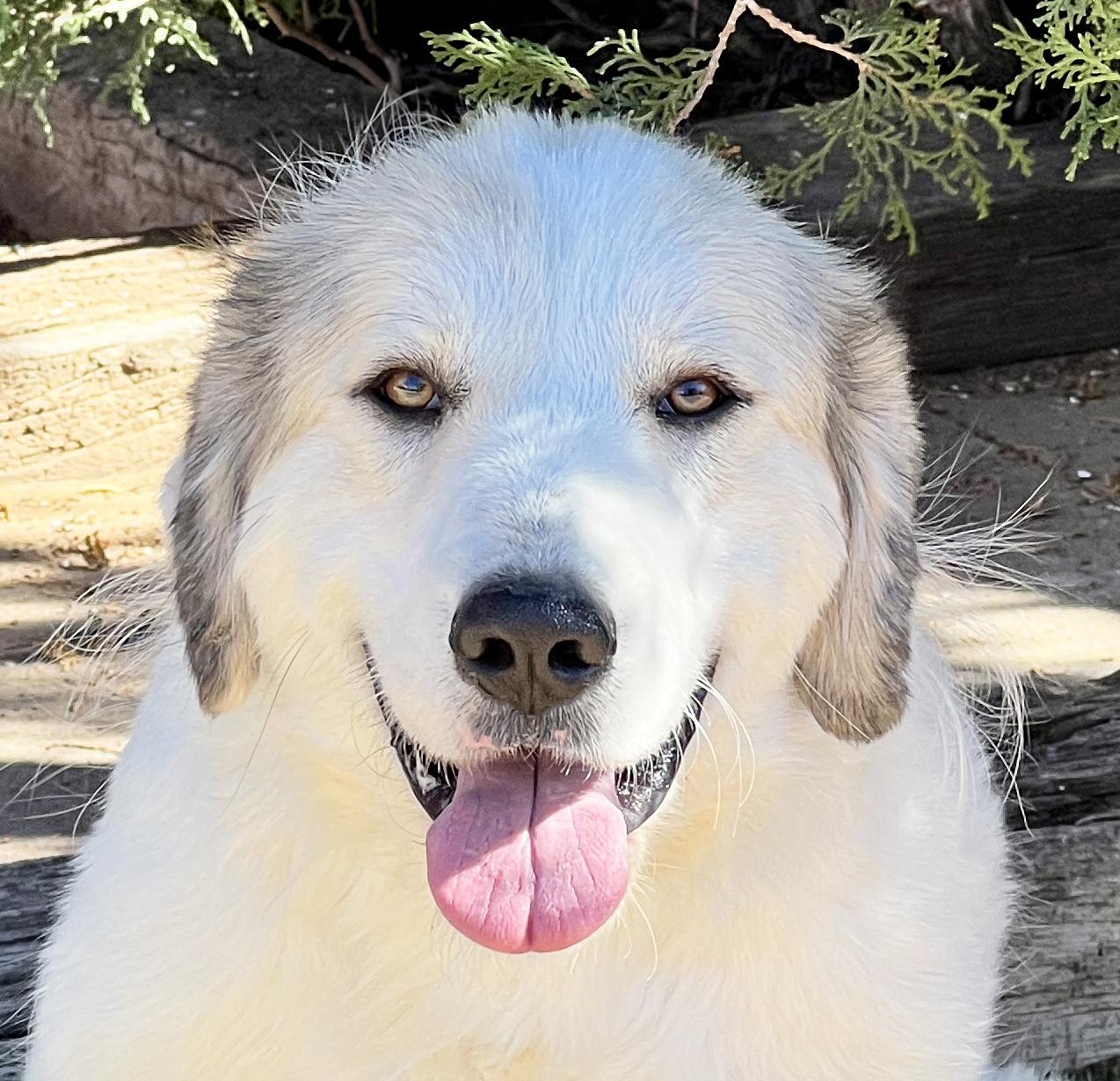 Whimsical Ms Whitney ~ Aussie Pyr !