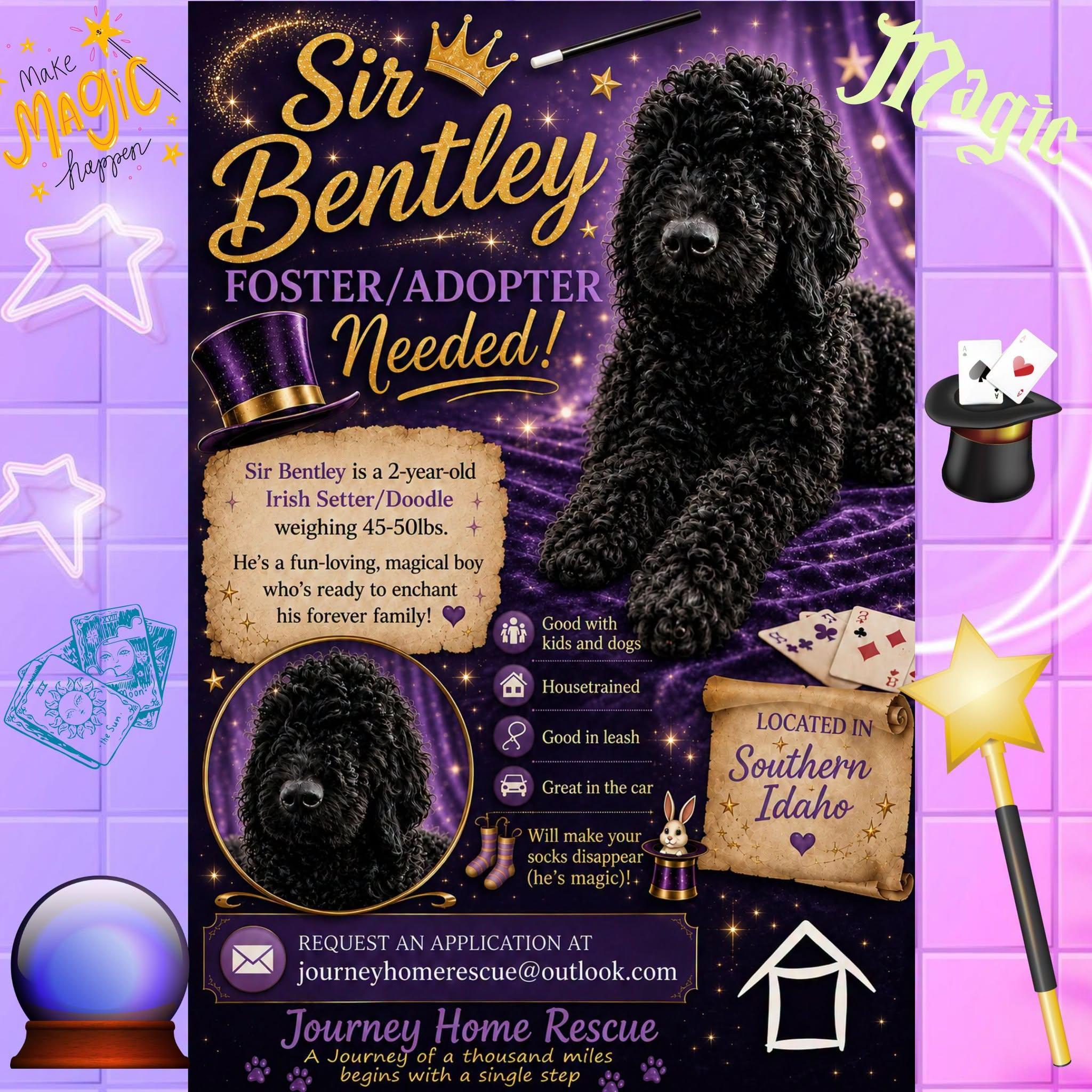Sir Bentley, Adoptable, Adult Male Irish Setter & Poodle.
