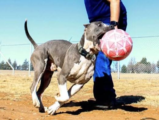 Enlarge Lol-Ben, an adopted American Staffordshire Terrier in Billings, MT image 2/4