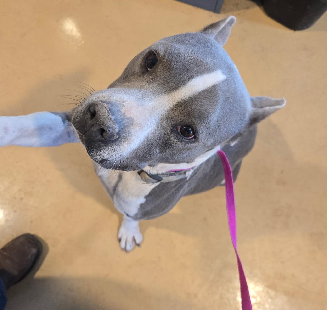 Lol-Ben, adopted, Adult Male American Staffordshire Terrier.