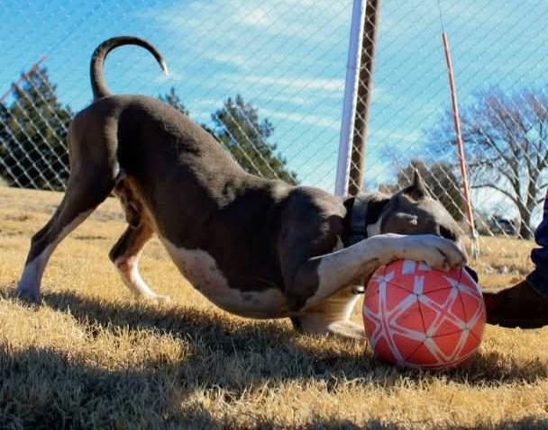 Enlarge Lol-Ben, an adopted American Staffordshire Terrier in Billings, MT image 4/4
