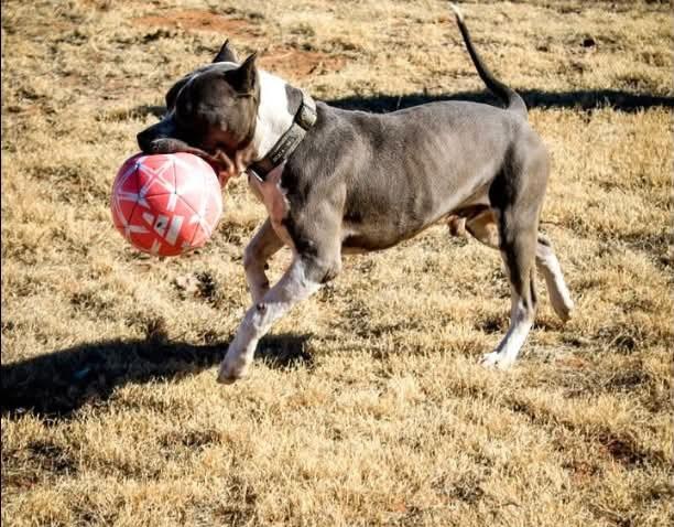 Enlarge Lol-Ben, an adopted American Staffordshire Terrier in Billings, MT image 3/4