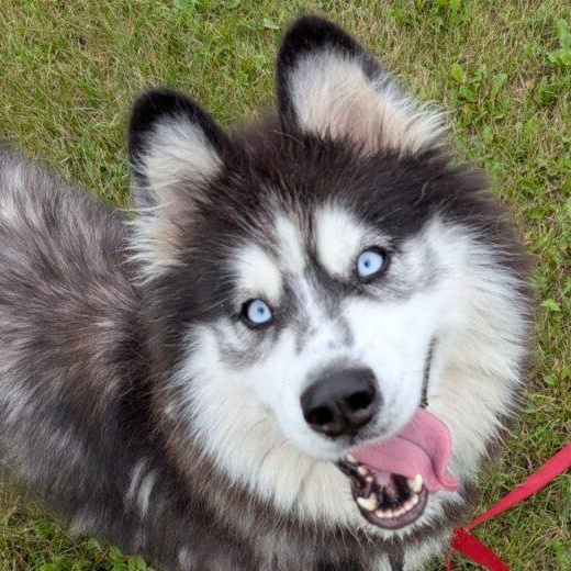 May, Adoptable, Adult Female Siberian Husky.
