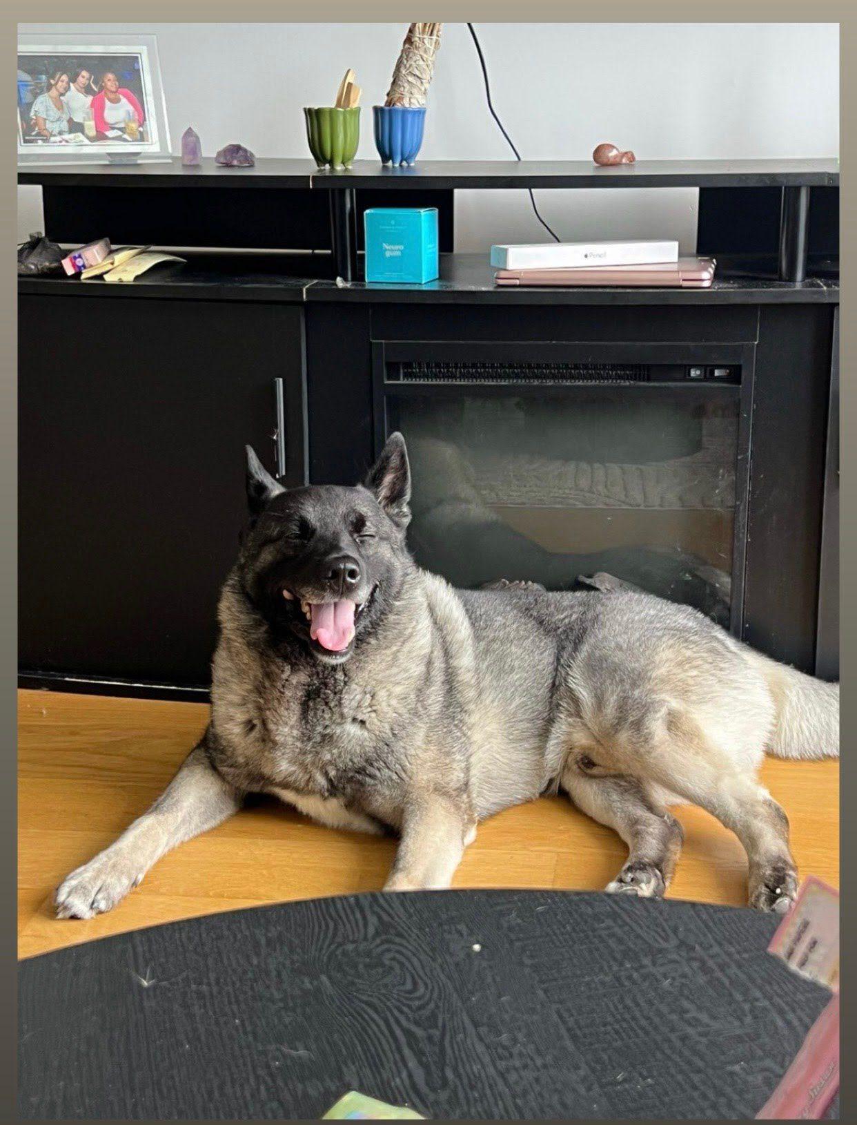 Loki, ADOPTABLE, Young Male Norwegian Elkhound.