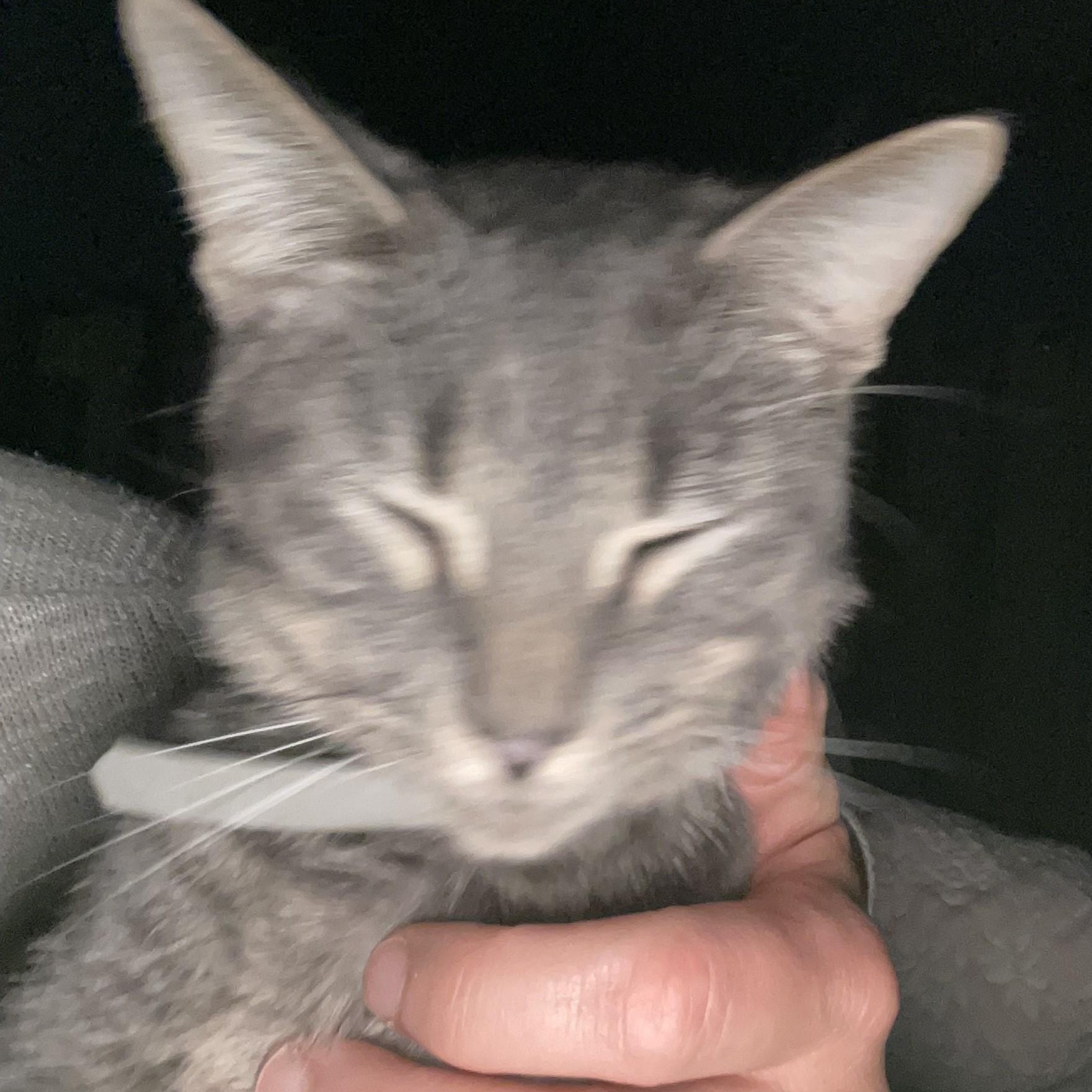 Franklin, a Adopted mixed breed in Chicago, IL image 6/6