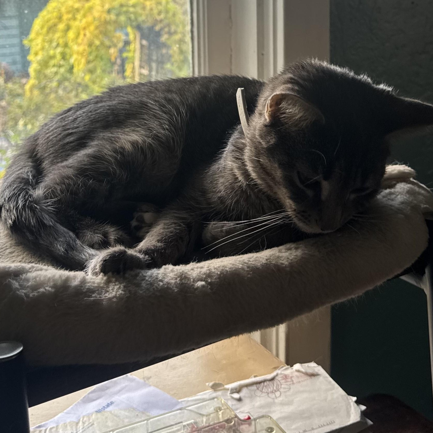 Franklin, a Adopted mixed breed in Chicago, IL image 5/6