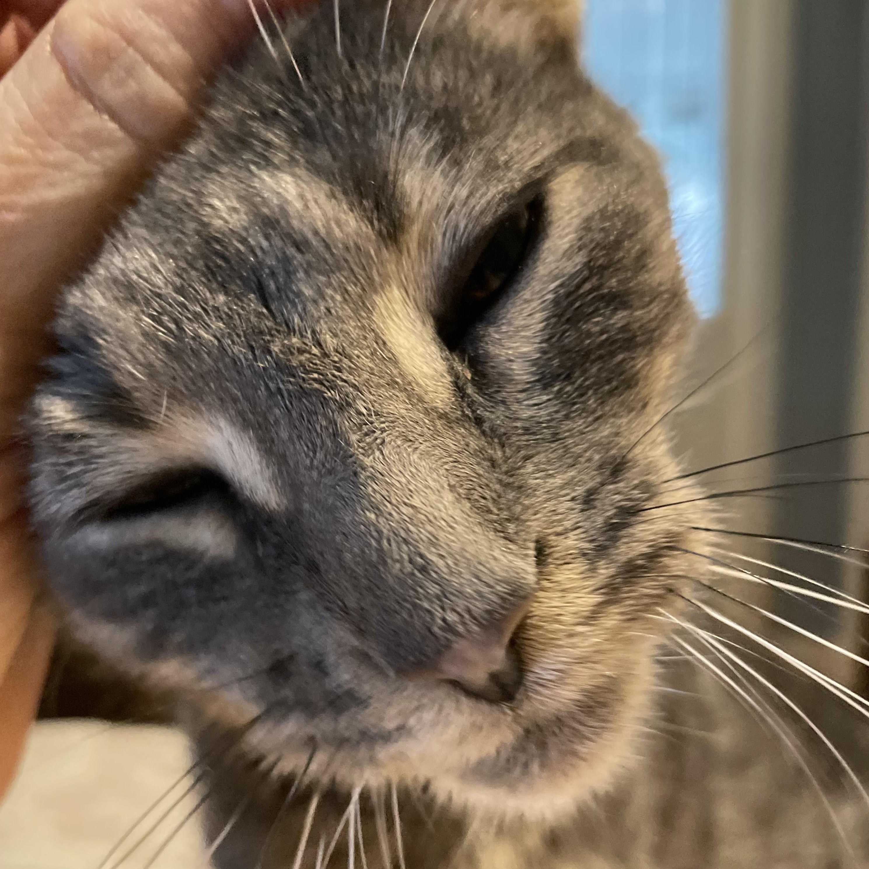 Franklin, a Adopted mixed breed in Chicago, IL image 4/6