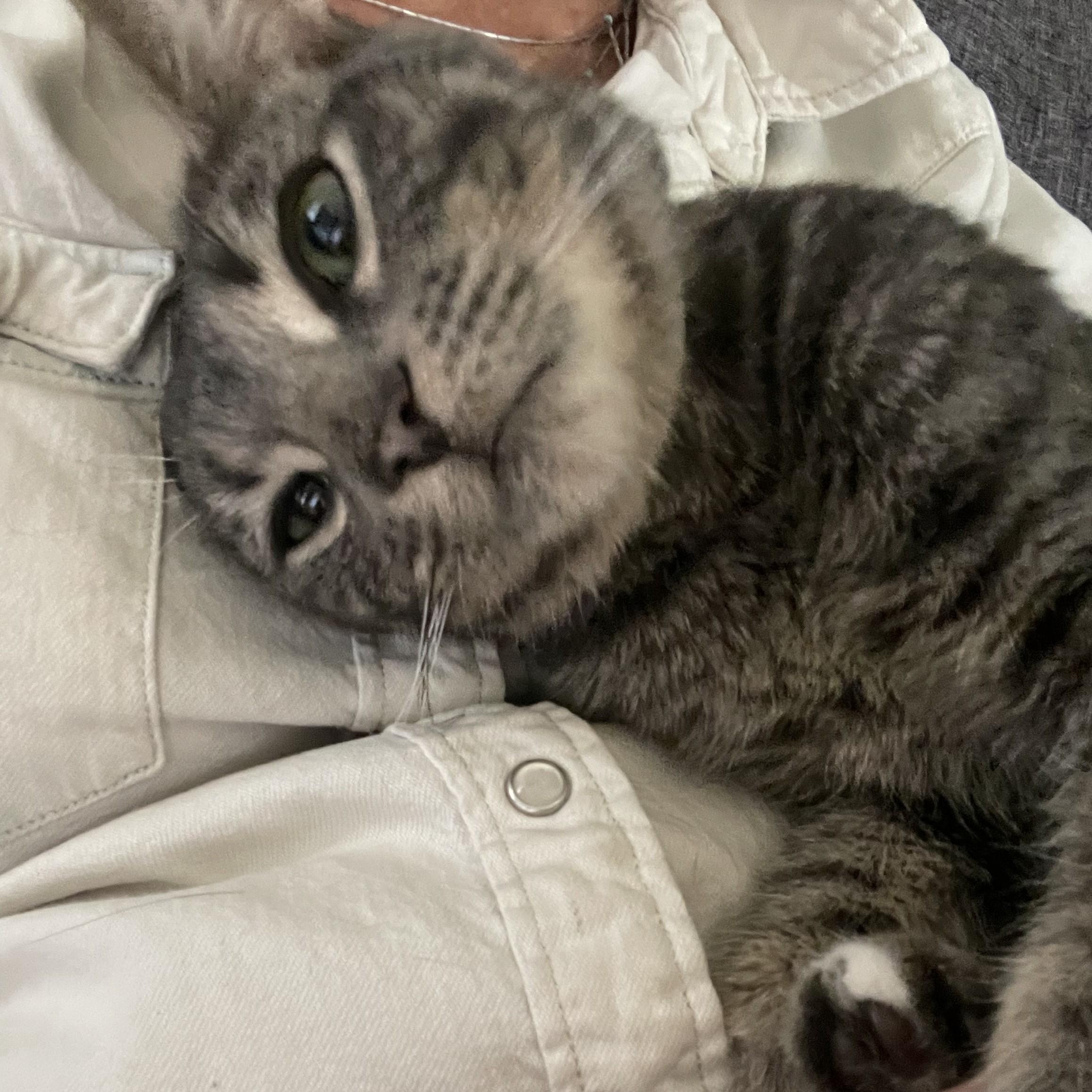 Franklin, a Adopted mixed breed in Chicago, IL image 2/6