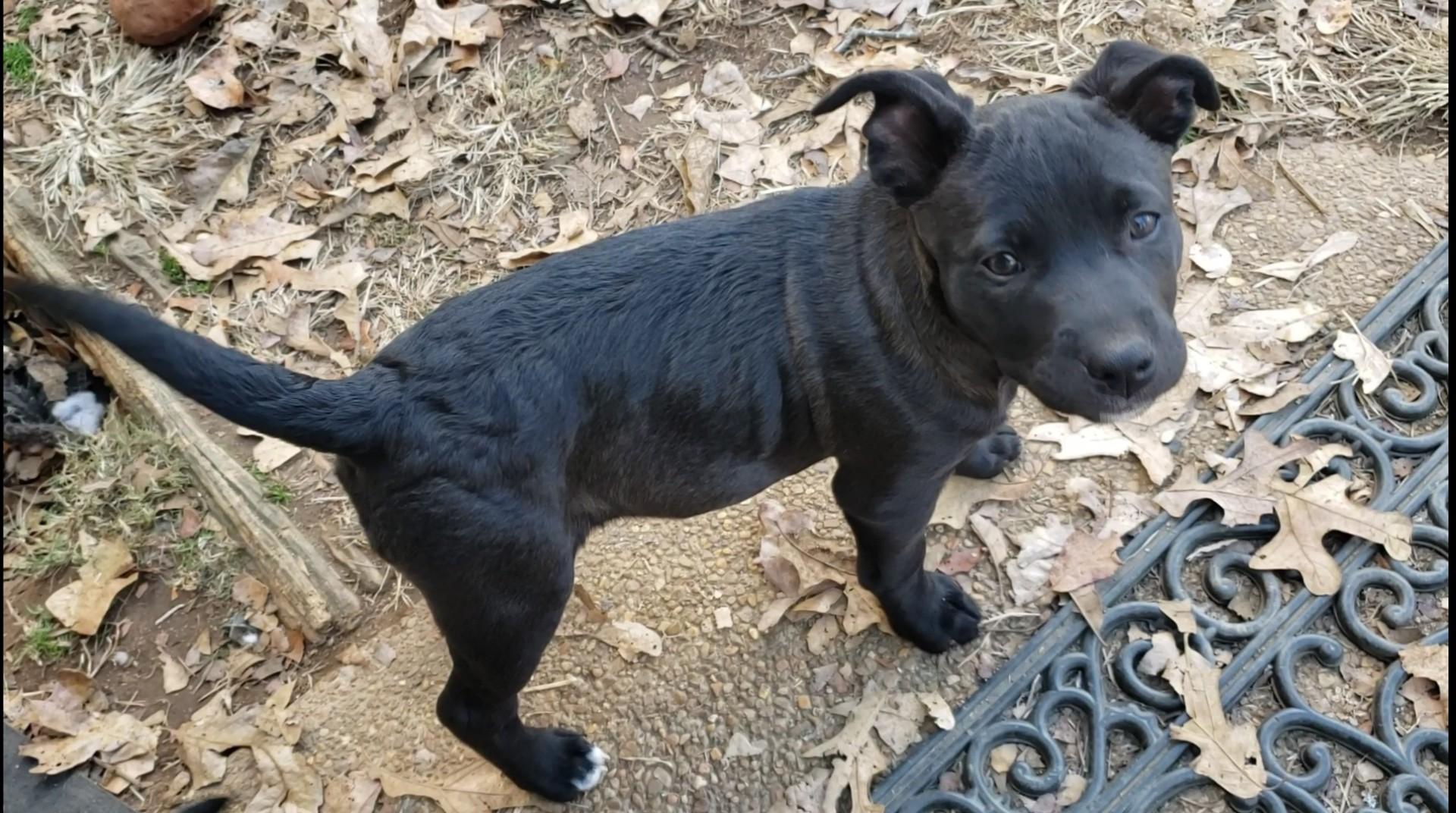 Batgirl, a Adoptable Mixed Breed in Pembroke, MA image 2/2