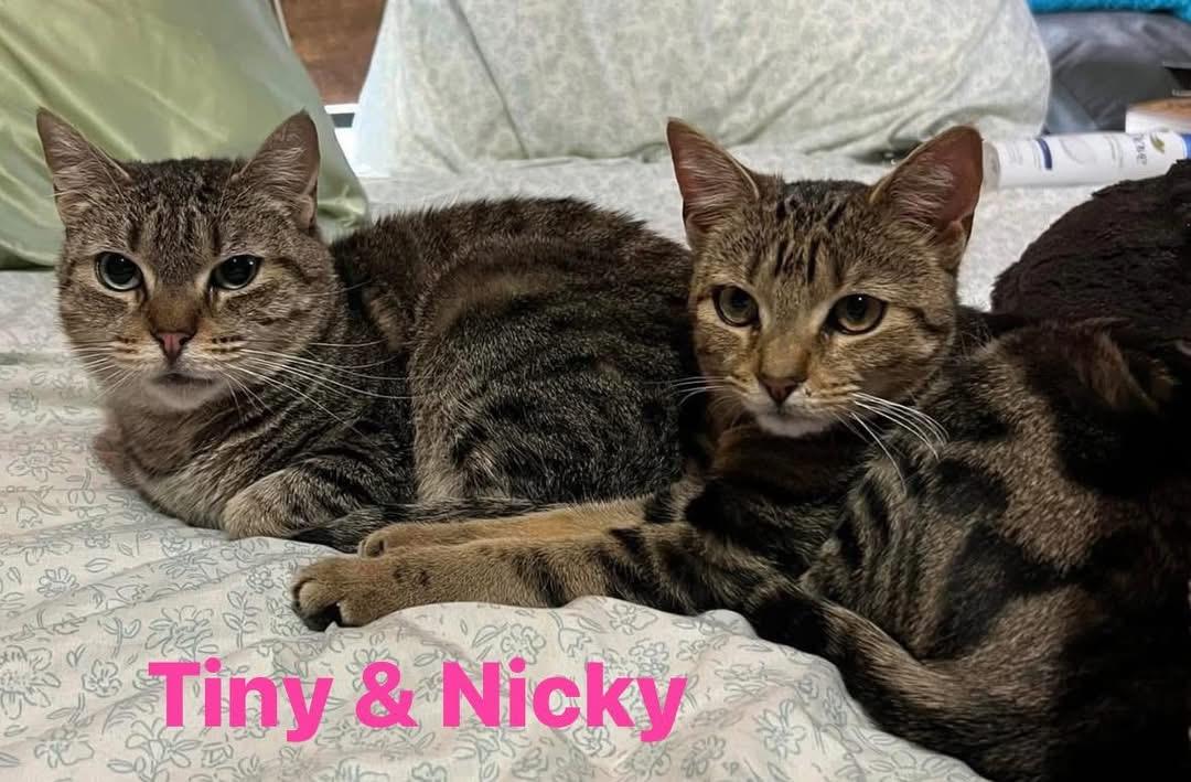 Tiny & Nicky (bonded pair)