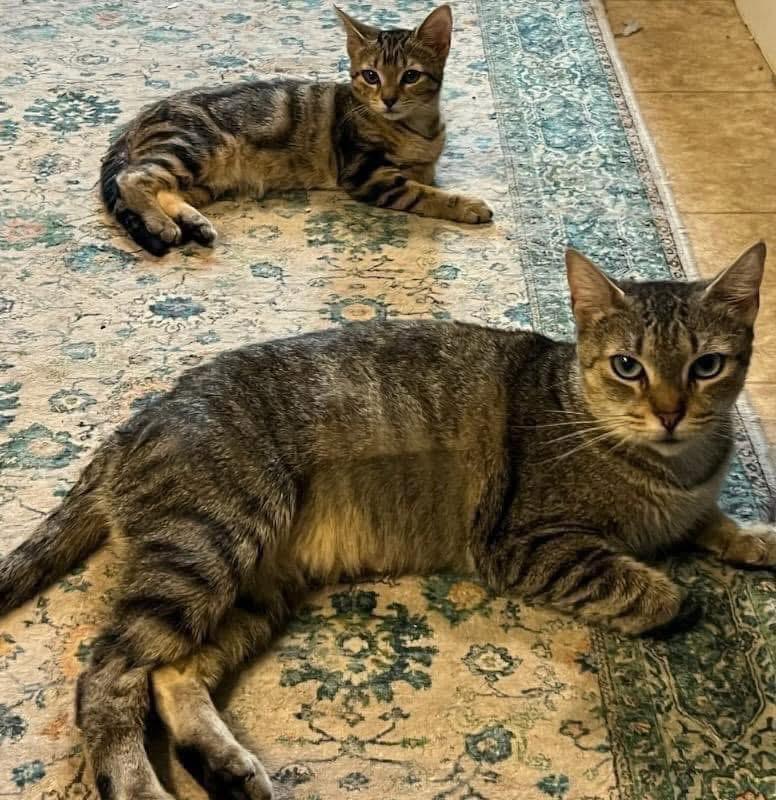 Tiny & Nicky (bonded pair)
