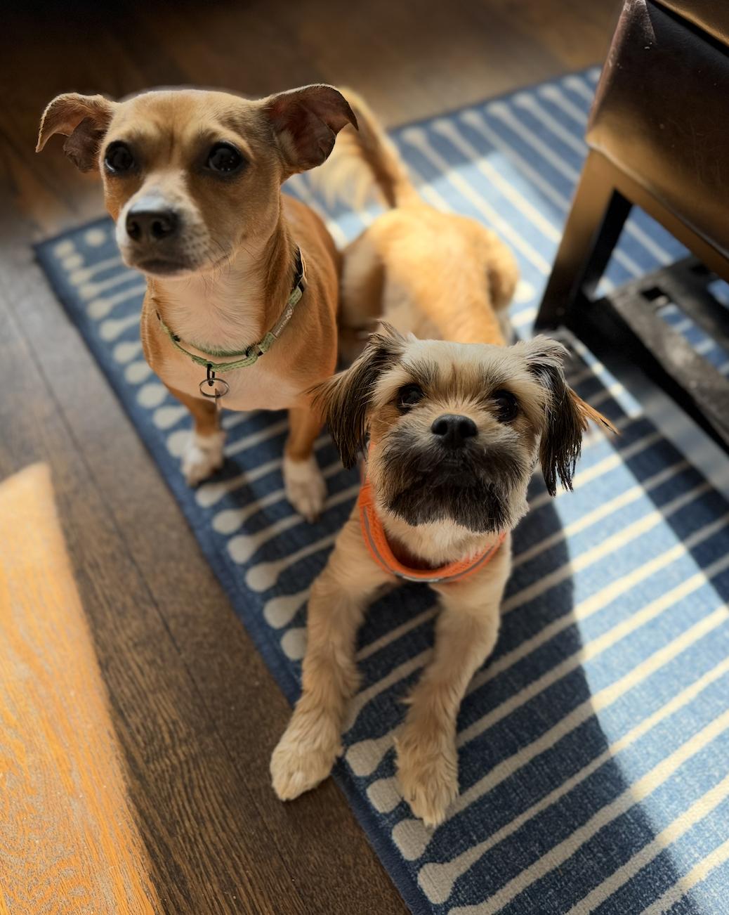 Enlarge Velani- bonded with Chanel, a Adoptable Chihuahua in Oakhurst, NJ image 1/3