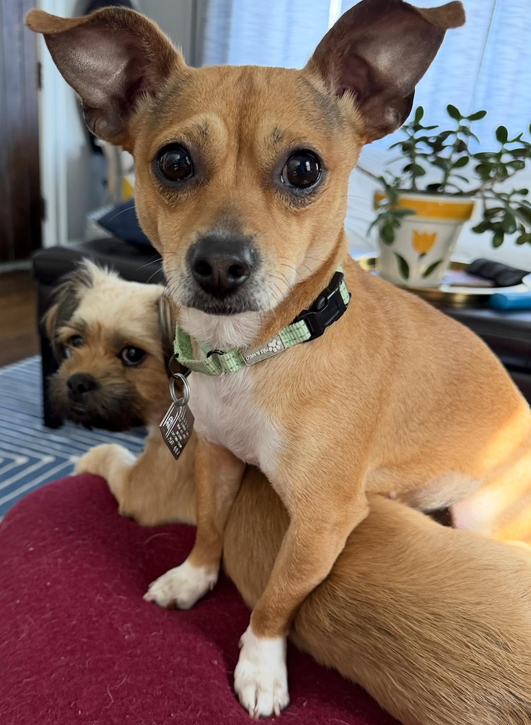 Enlarge Velani- bonded with Chanel, a Adoptable Chihuahua in Oakhurst, NJ image 2/3