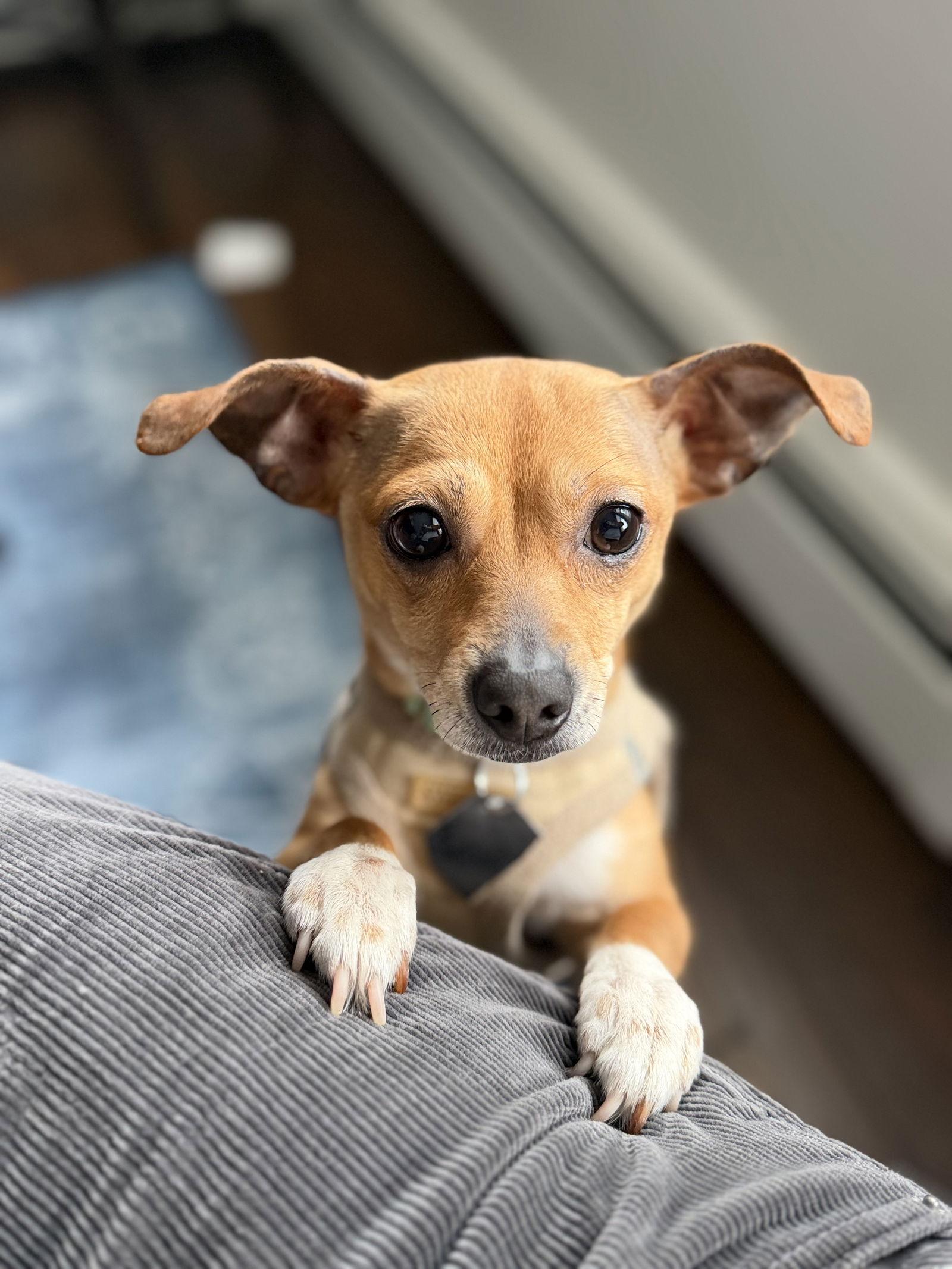 Velani- bonded with Chanel, Adoptable, Young Female Chihuahua.