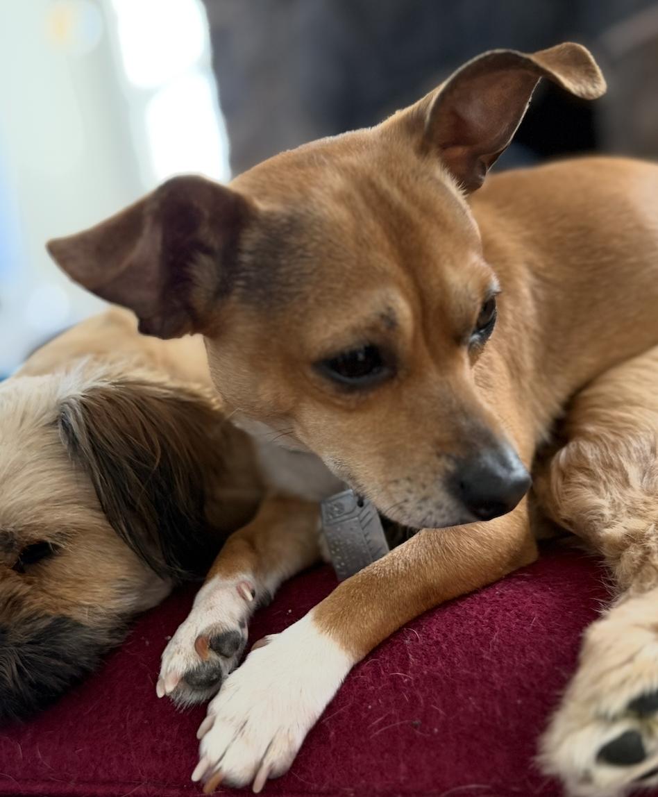 Enlarge Velani- bonded with Chanel, a Adoptable Chihuahua in Oakhurst, NJ image 3/3