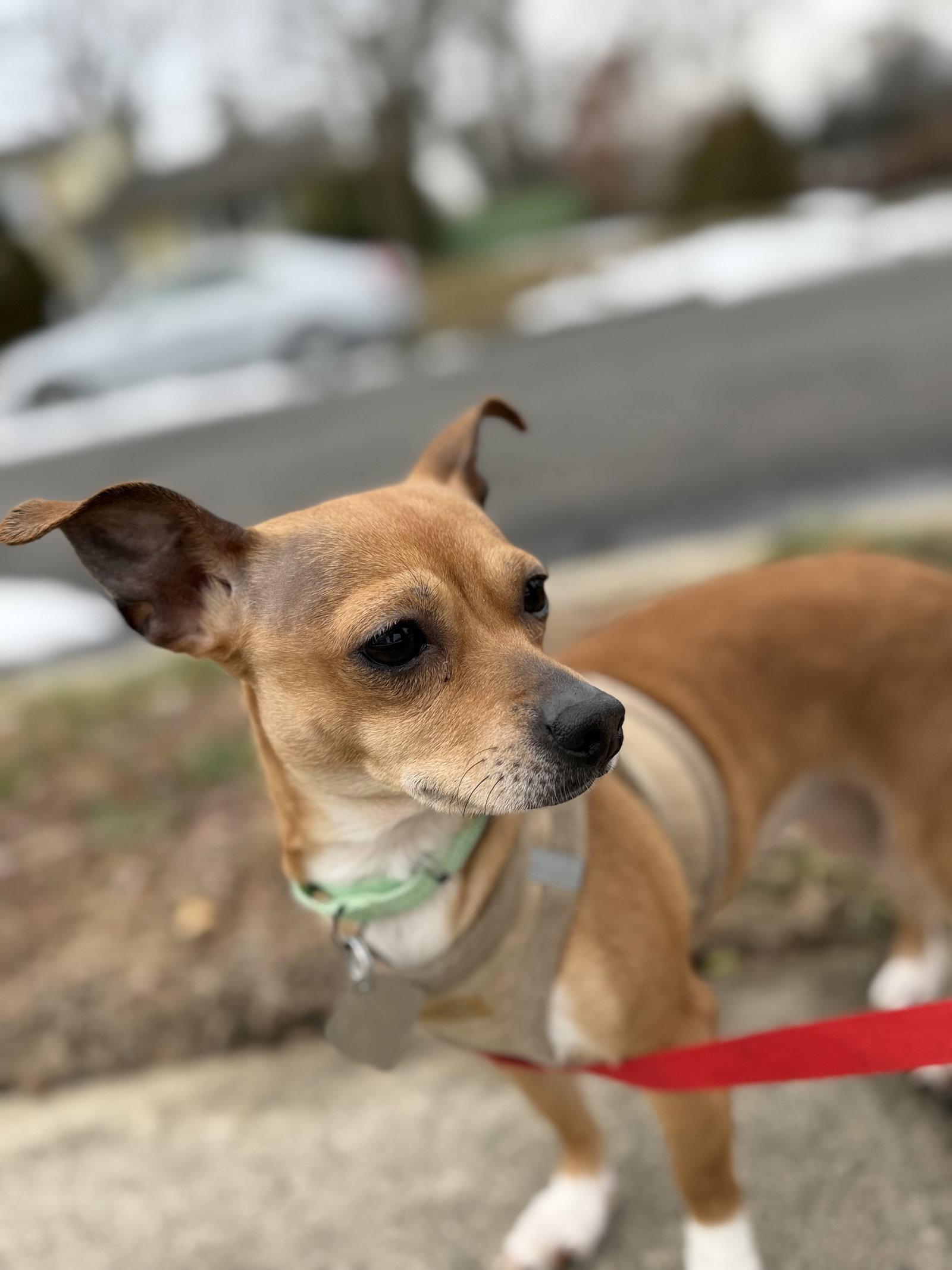 Velani- bonded with Chanel — thumbnail 3