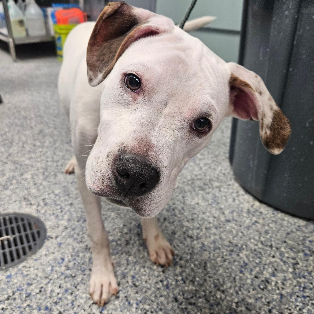 Enlarge Rhodes, a Adoptable mixed breed in Greenville, SC image 1/2