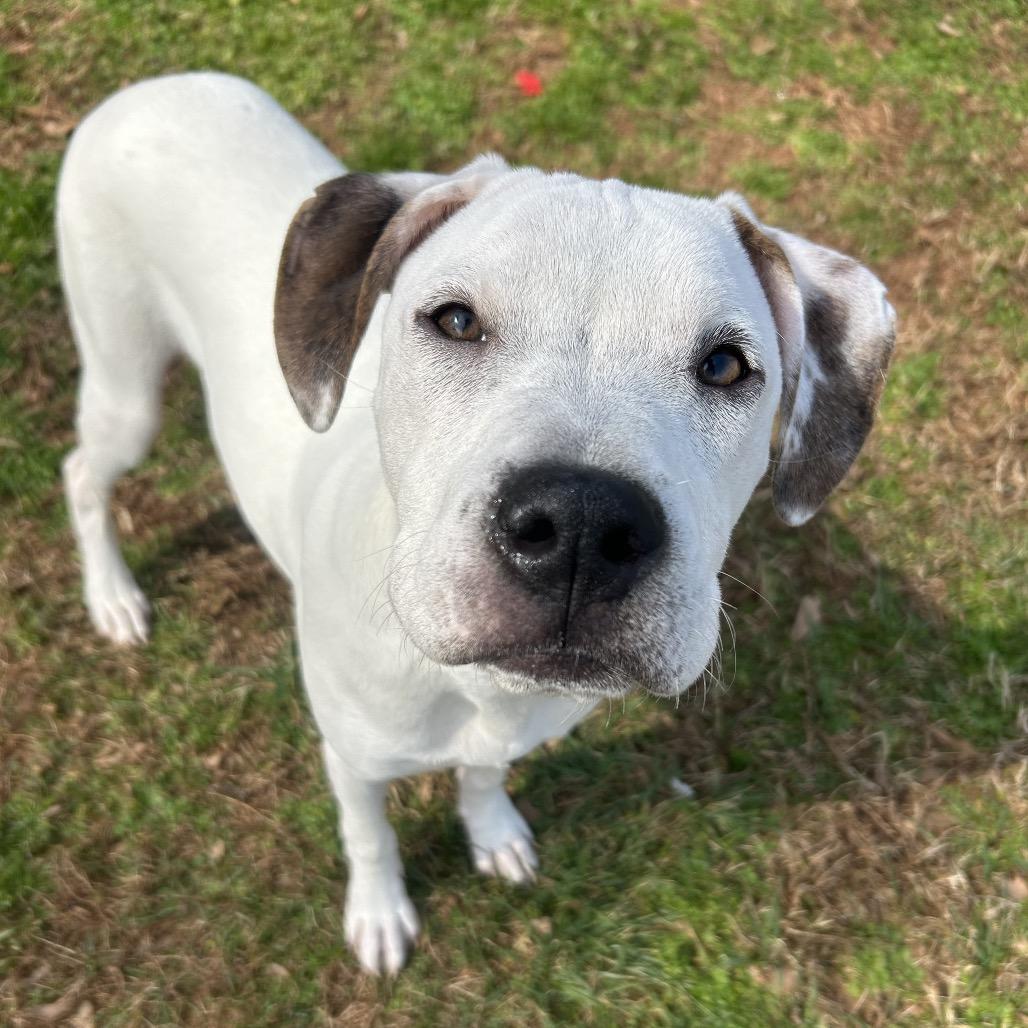 Enlarge Rhodes, a Adoptable mixed breed in Greenville, SC image 2/2