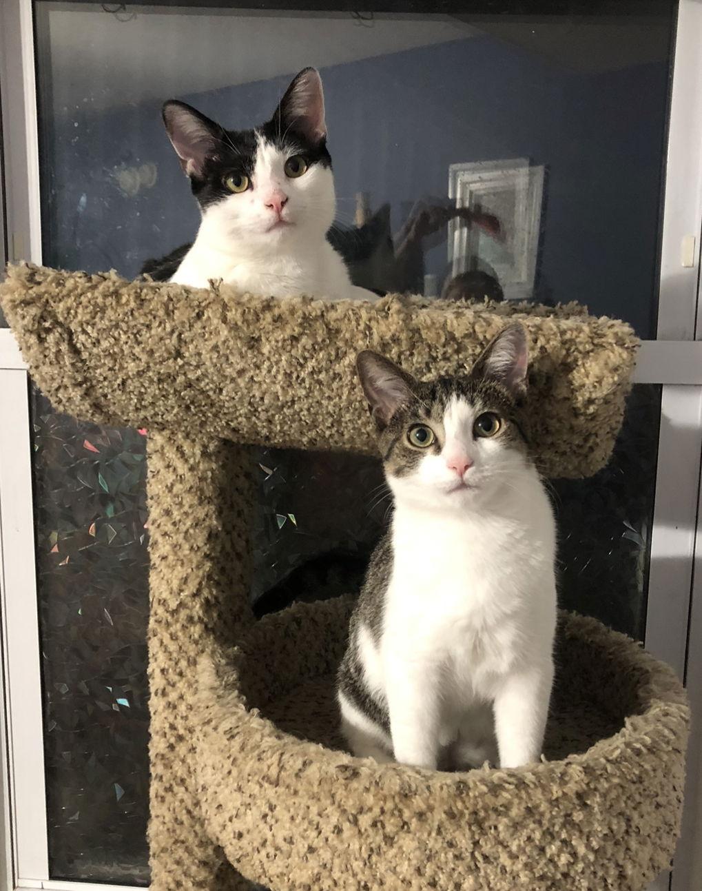 Stormy, a Adoptable Domestic Short Hair in Newtown Square, PA image 1/3