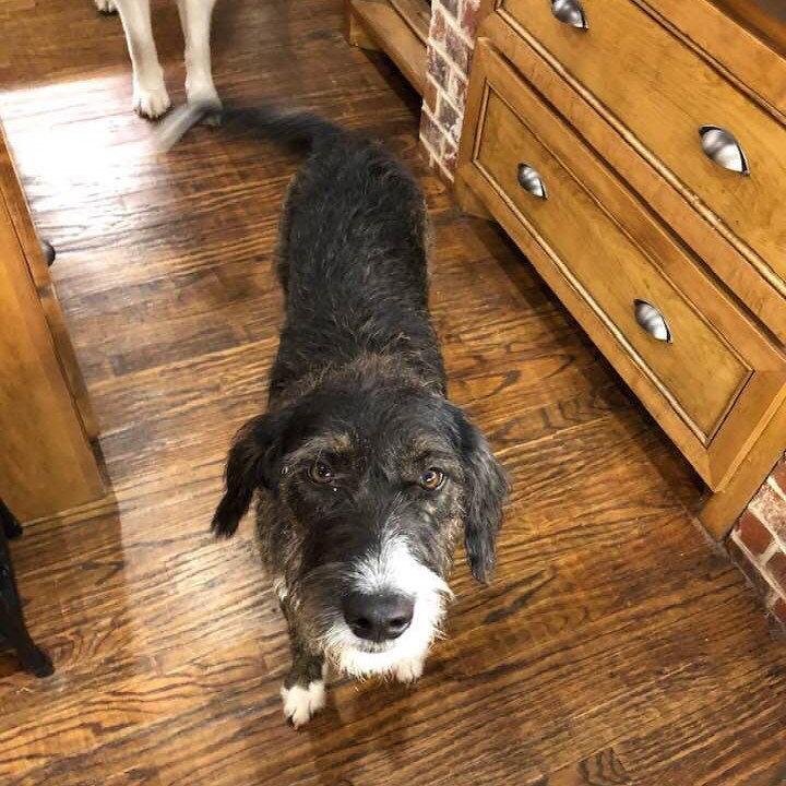 Enlarge Gravy, a Adoptable mixed breed in Whitewright, TX image 3/3