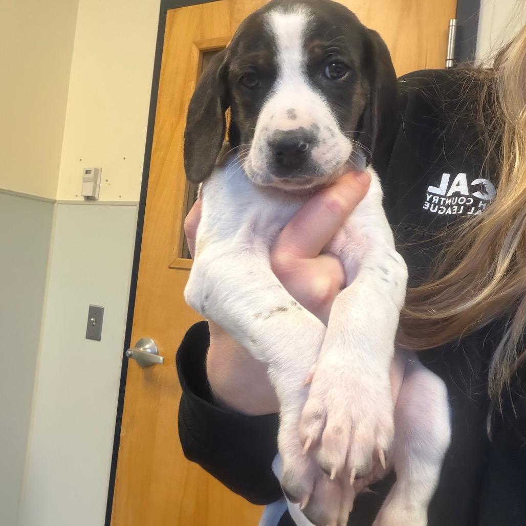 Little Spot, Adoptable, Puppy Female Mixed Breed.