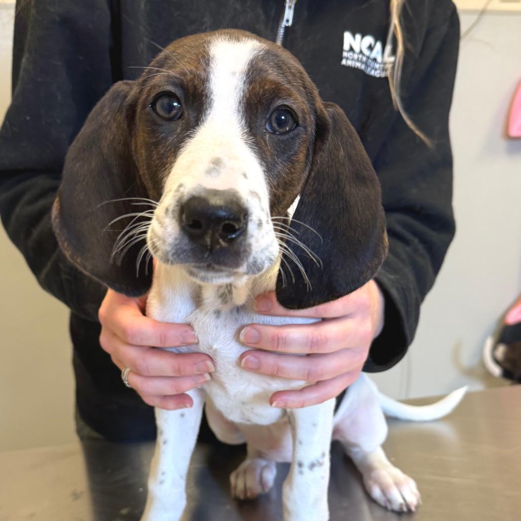 Enlarge Little Spot, a Adoptable Mixed Breed in Morrisville, VT image 2/6