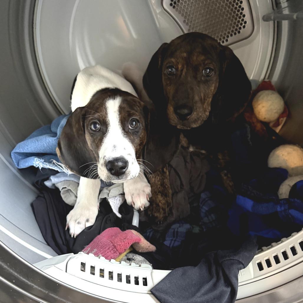 Enlarge Little Spot, a Adoptable Mixed Breed in Morrisville, VT image 3/6