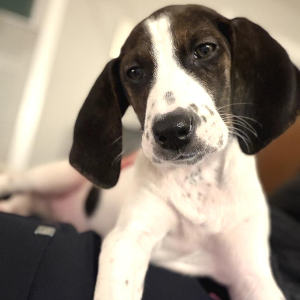 Enlarge Little Spot, a Adoptable Mixed Breed in Morrisville, VT image 4/6