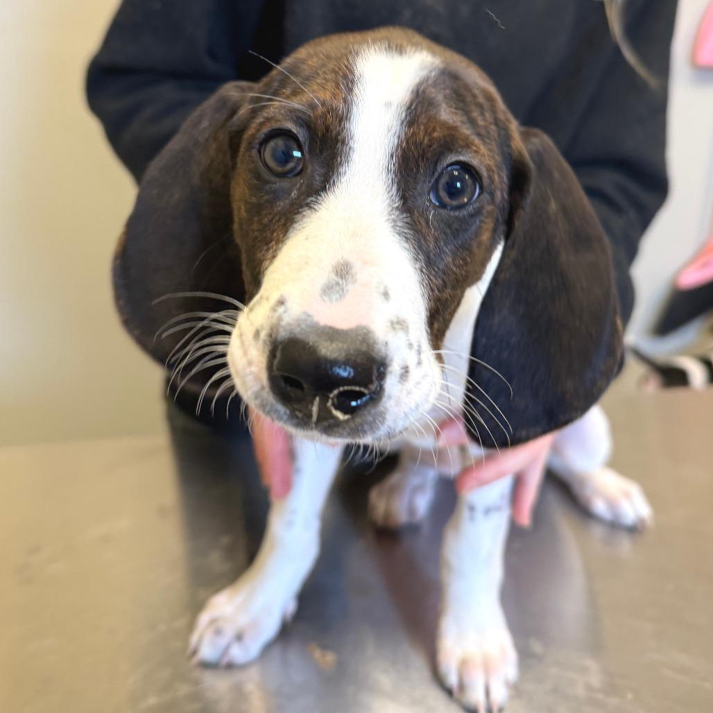 Enlarge Little Spot, a Adoptable Mixed Breed in Morrisville, VT image 5/6