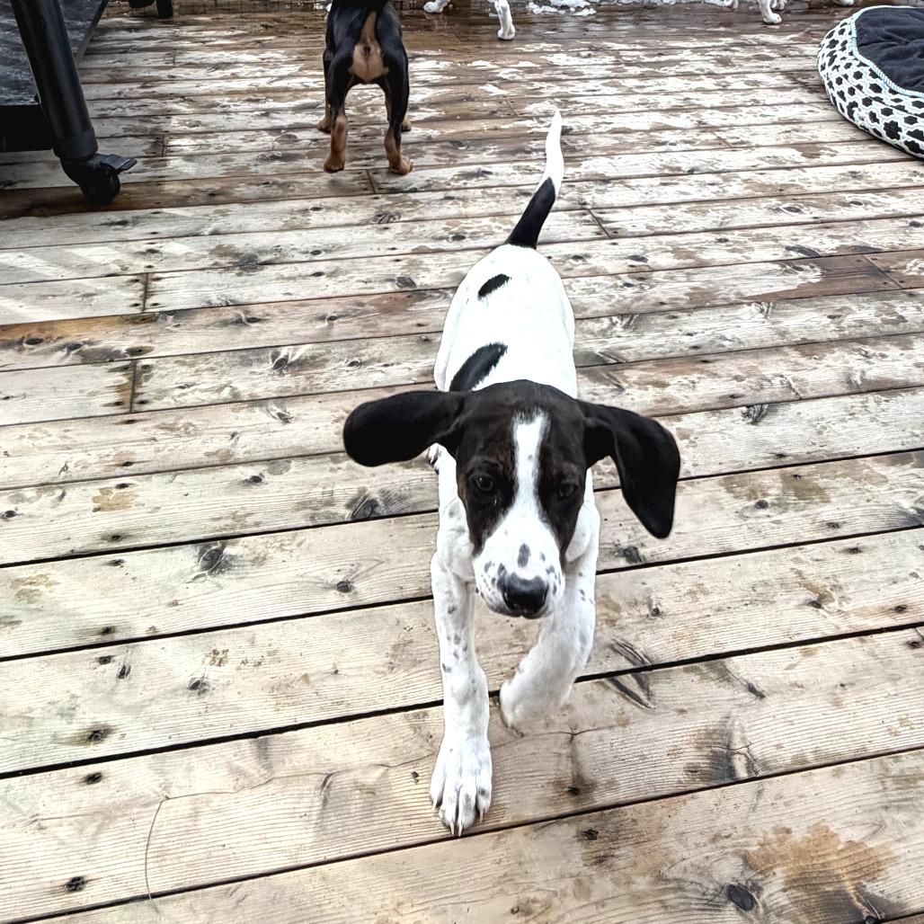 Enlarge Little Spot, a Adoptable Mixed Breed in Morrisville, VT image 6/6